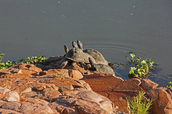 African Helmeted Turtles Pelomedusa Subrufa Also Known African Marsh Terrapin — Stock Photo, Image
