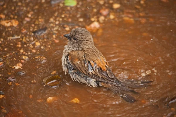 Southern Grey Headed Sparrow Passer Diffusus Bathing Shallow Pool Kruger — Stock Photo, Image