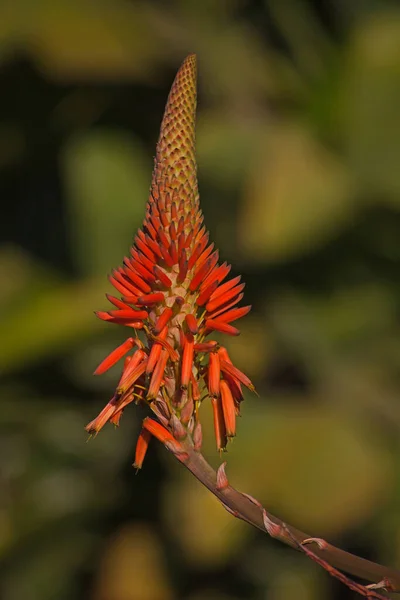 Pojedynczy Podświetlany Kwiat Aloe Arborescens Rozmytym Tle — Zdjęcie stockowe