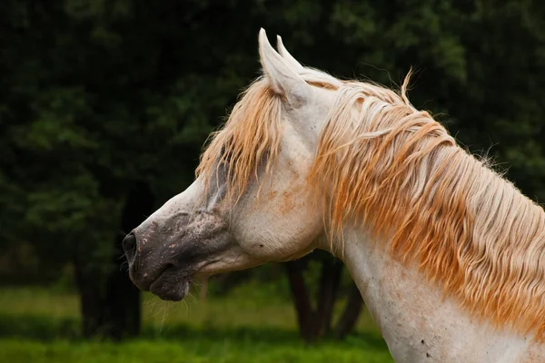 Straight Egyptian Arabian Horse Miqdad Arabians Stud Silver Mist Haenertsburg — Foto de Stock