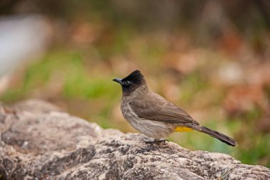 Kraliyet Natal Ulusal Parkı Kwa-Zulu Natal Eyaleti Güney Afrika 'da bulanık bir beckground üzerinde tek bir koyu renkli Bulbul (Barbatus üç renkli)