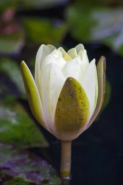 Eine Einzelne Blütenknospe Der Nymphaea Nouchali Var Caerulea Seerose — Stockfoto