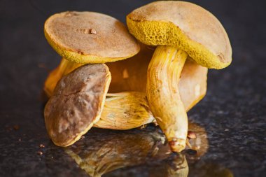 Boletus edulis mantarı geniş yapraklı ağaçların altında, özellikle meşelerin altında, kurutulmuş topraklarda yetişir..