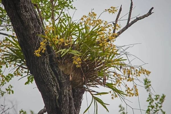 Леопардова Орхідея Анселлія Африканська Дикоросла Національному Парку Крюгер Південна Африка — стокове фото