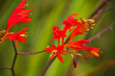 Carolina Biçici Chili (Capsicum chinense) aşırı sıcaklıklarıyla ünlüdür.