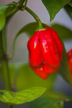 Carolina Biçici Chili (Capsicum chinense) aşırı sıcaklıklarıyla ünlüdür.