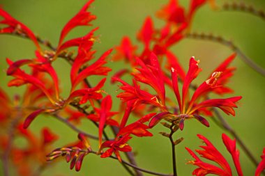 Sabah duşundan sonra Kuğu Timsahı 'nın (Crocosmia masoniorum) yakın plan görüntüsü