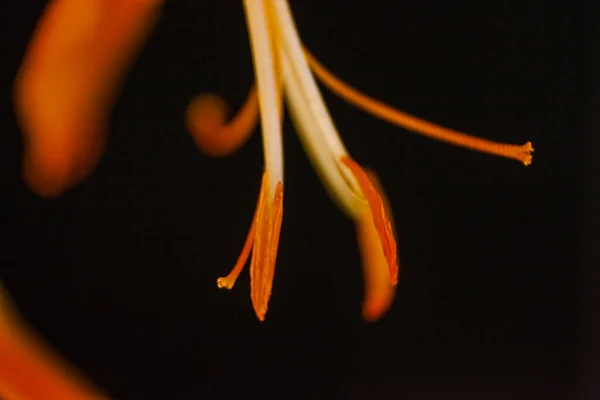 Macro Image Reproductive Organs Falling Star Crocosmia Aurea Dark Background — Stock Photo, Image
