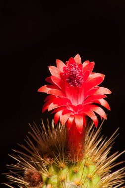 Siyah arka planda izole edilmiş tek bir Kliistocactus samaipatanus çiçeğinin makro görüntüsü