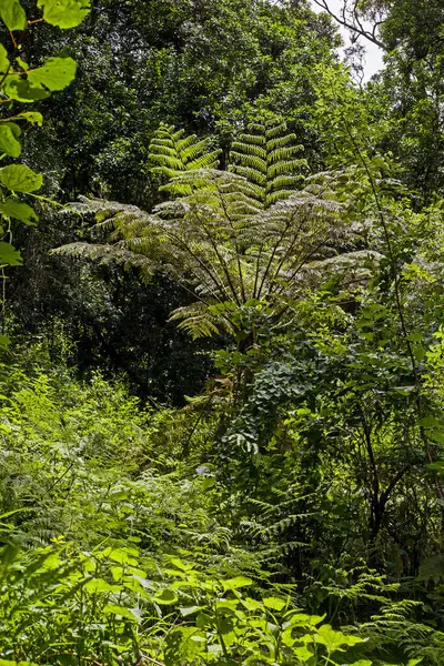 A forest scene on  the Swartbos Hiking Trail near Haenertsburg in the Limpopo Province, South Africa