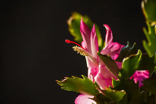 Макроизображение Розового Цветка Schlumbergera — стоковое фото