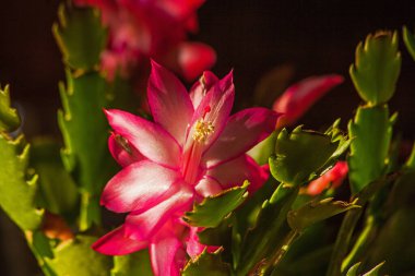 Pembe bir Schlumbergera çiçeğinin makro görüntüsü