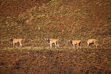 San Halkının kutsal hayvanı, Eland (Taurotragus oryx) Drakensberg Güney Afrika 'sında özgürce otlar..