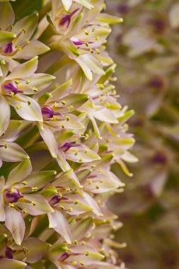 Eucomis Autumnalis 'in çiçeğinin makro görüntüsü aynı zamanda Pineapple Lily ya da Autumn Pineapple Lily olarak da bilinir Walter Sisulu Botanik Bahçesi Johannesburg Güney Afrika' da çiçek açarken çekilmiştir.