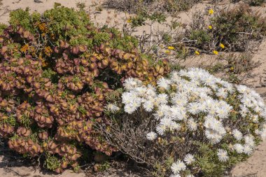 Zygophyllum ve Lapranthus türleri Güney Afrika 'daki Namaqua Ulusal Parkı' nın kumlu topraklarında yan yana büyüyor.