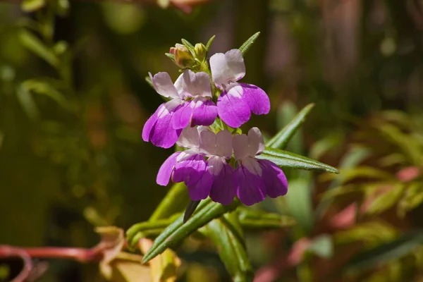Дикий Цветок Является Родным Западной Части Северной Америки Британской Колумбии Стоковое Фото