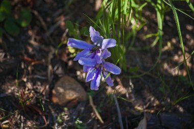 Doğal olarak, Batı Cape Eyaleti Güney Afrika 'nın Cederberg Vahşi Bölgesi' nde kır çiçekleri oluşmaktadır.