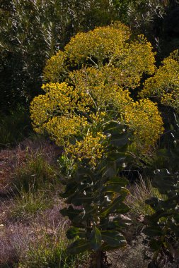 Doğal olarak, Batı Cape Eyaleti Güney Afrika 'nın Cederberg Vahşi Bölgesi' nde kır çiçekleri oluşmaktadır.