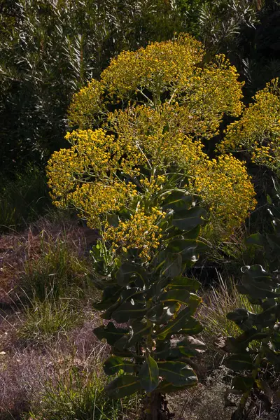 Doğal olarak, Batı Cape Eyaleti Güney Afrika 'nın Cederberg Vahşi Bölgesi' nde kır çiçekleri oluşmaktadır.