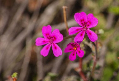 Güney Afrika 'daki Cederberg Dağları' ndaki Vahşi Malva (Pelargonium magenteum)