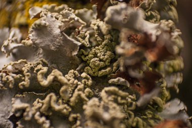 Bir akasya ağacının gövdesinde yeşil lychen görüntüsü