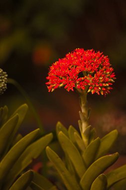 Pervane bitkisinin çiçekleri (Crassula perfoliata var. küçük)