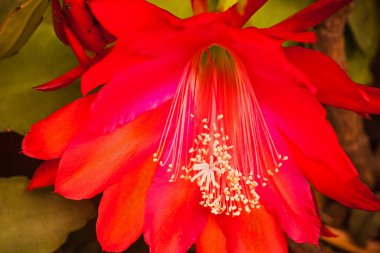Schlumbergera epiphyllum kaktüsünün kırmızı çiçeği, ayrıca Noel veya Şükran Günü çiçeği olarak da bilinir..