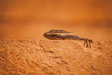 Benekli Kaya Kayalığı (Trachylepis punctatissima) bir kum taşı kenarından çevresini gözlemler.