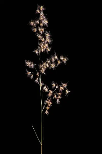 Natal grass (Melinis pişmanlığı), Kuzey Amerika ve Avustralya gibi diğer kıtalarda genellikle zararlı ot olarak kabul edilen Güney Afrika 'ya özgü bir bitki türüdür..