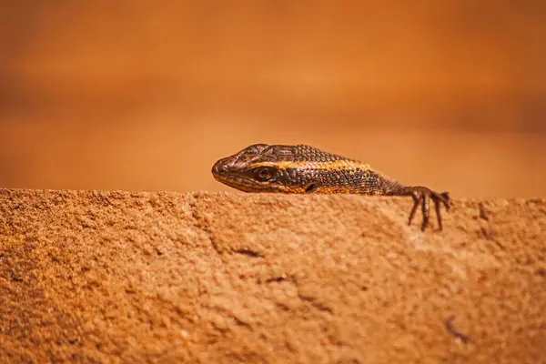 stock image Speckled Rock Skink (Trachylepis punctatissima) observing it'ssurroundings over the edge of a sandstone rock