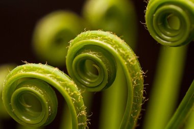 Yeni bisiklet yaprakları yeni sezonu anons ediyor.