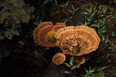 The thin walled maze mushroom (Daedaleopsis confragosa) in the Magoebaskloof wilderness area South Africa clipart