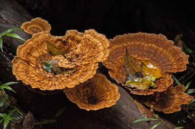 Güney Afrika 'nın Magoebaskloof kırsalındaki ince duvarlı labirent mantarı (Daedaleopsis konragosa).