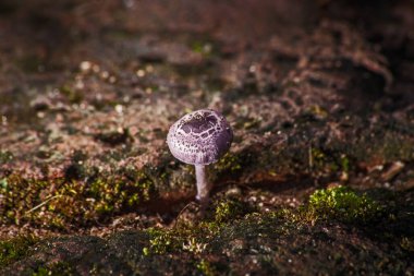 Kayaların arasında büyüyen yabani mantar