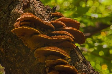 Oak conk (Fuscoporia gilva) genellikle ölü ağaçlarda yetişen bir mantar türüdür.