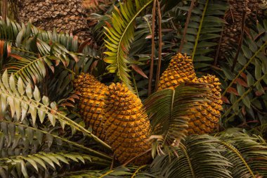 Güney Afrika 'nın Limpopo Eyaleti Tzaneen yakınlarındaki Modjadji Doğa Rezervi' nde Modjadji Cycad 