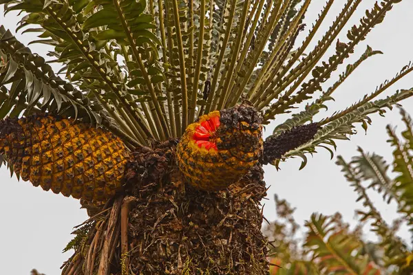 stock image Fruit bodies of the Modjadji Cycad (Encephalartos transvenosus) in the Modjadji Nature Reserve near Tzaneen in South Africa's Limpopo Province The fruit are eaten by Vervet Monkies and the seeds are so dispersed