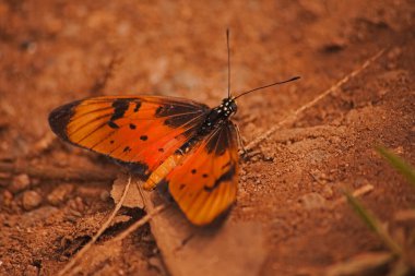 The Natal Acrea (Acraea natalica) photographed in Magoebaskloof Forest near Haenertsburg, Limpopo Provence, South Africa clipart