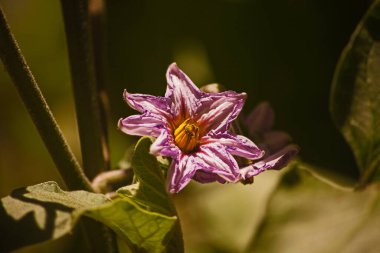 Close up of a flower of the eggplant (Solanum torvum) on a dark background. clipart