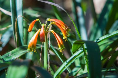 Savunmasız olarak sınıflandırılan Clivia nobilis, Walter Sisulu Botanik Bahçesi, Johannesburg Güney Afrika