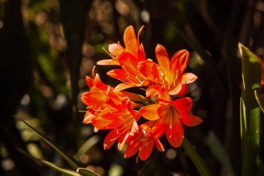 Clivia minyatürünün güneş ışığı turuncu çiçekleri gölgeli bir beckground 'da