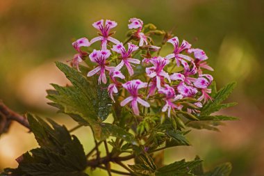 Citronella (Pelargonium citronellum) bitkisinden elde edilen temel yağlar genellikle sivrisineklere karşı böcek kovucu olarak kullanılır.