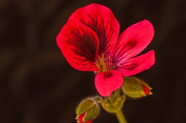 Siyah arkaplanda Pelargonium çiçeğinin makro görüntüsü