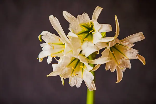 Örümcek zambağı çiçekli dört beyaz çiçek (Hymenocallis))