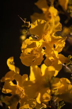 Karoo Altın Çiçekleri (Rhigozum obovatum Burch) Bu donuk görünümlü dikenli, çok dallı ya da küçük bir ağaç, ama ilkbaharda bu parlak altın sarısı çiçeklerle kaplıdır