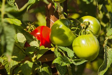 Kökünün üzerinde olgunlaşan organik domateslerin görüntüsünü kapat