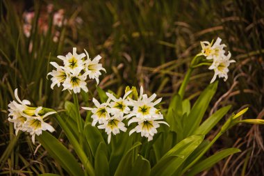 Beyaz Örümcek Zambağı 'nın (Hymenocallis)