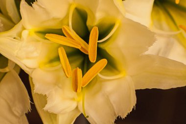 Beyaz Örümcek Zambağı 'nın (Hymenocallis) makro görüntüsü)