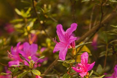 Bulanık arka planda parlak pembe Azalea çiçekleri