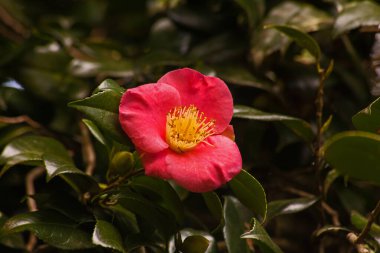Camellia japonica (Camellia japonica) 'nın kırmızı çiçeğidir.)